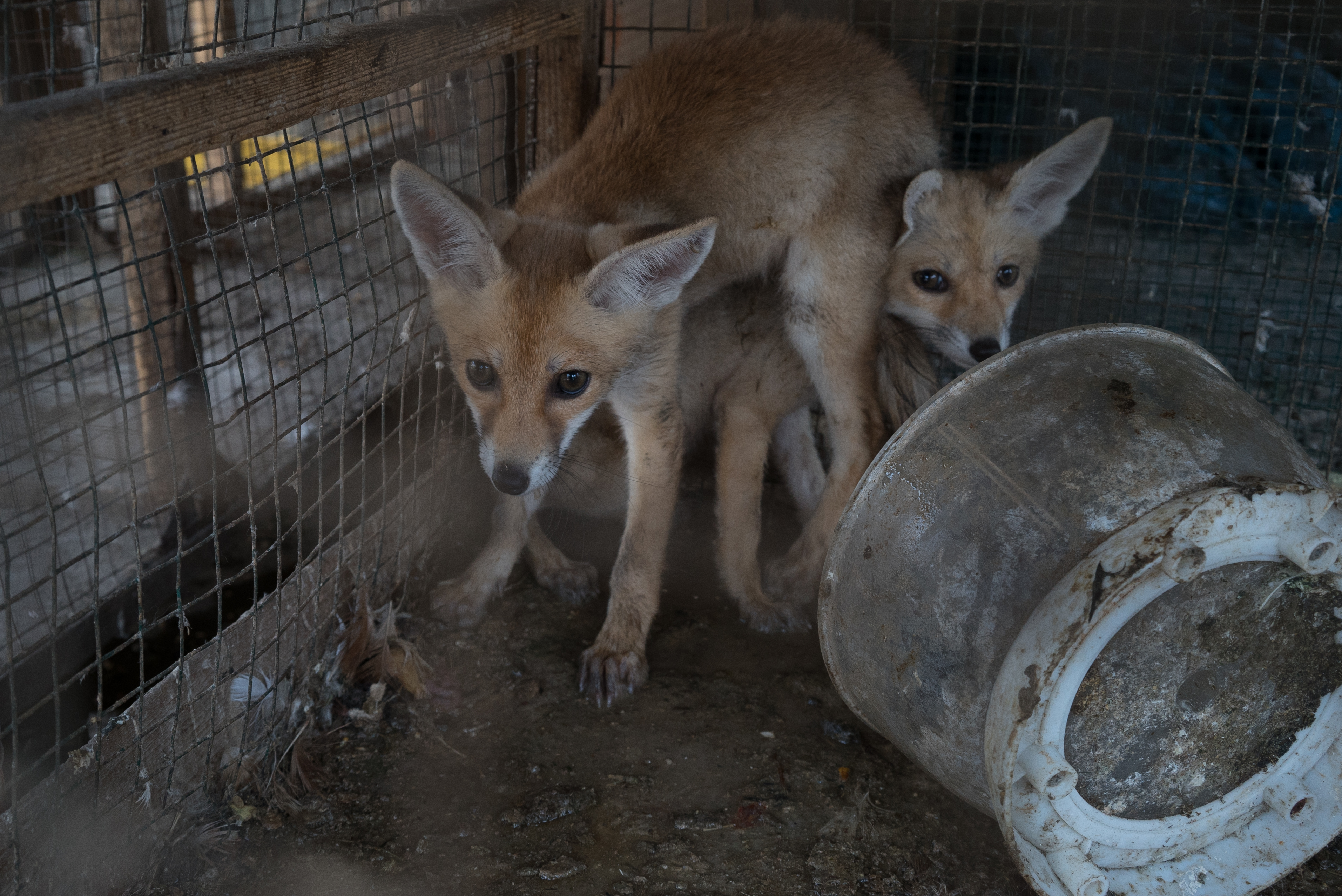Erbil market for birds and animals, Erbil, Kurdistan Region, June 4, 2016. (Photo: Kurdistan24/Alexandre Afonso)